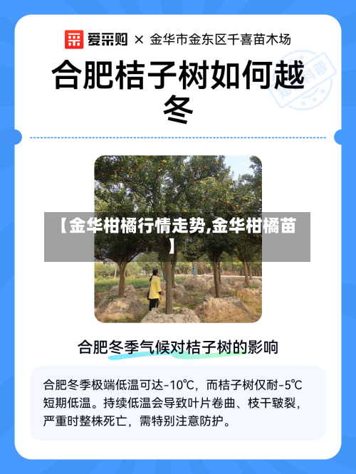 【金华柑橘行情走势,金华柑橘苗】-第3张图片