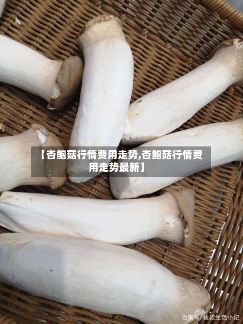 【杏鲍菇行情费用走势,杏鲍菇行情费用走势最新】