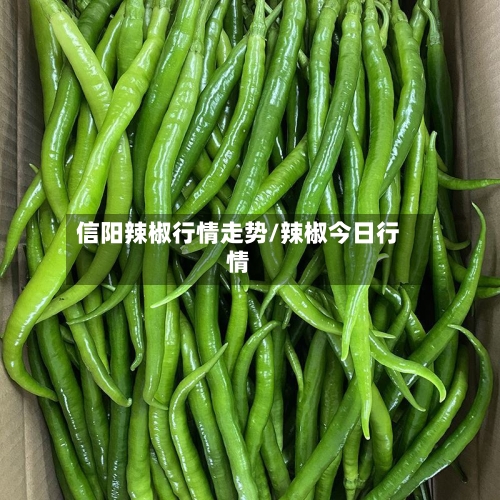 信阳辣椒行情走势/辣椒今日行情-第3张图片