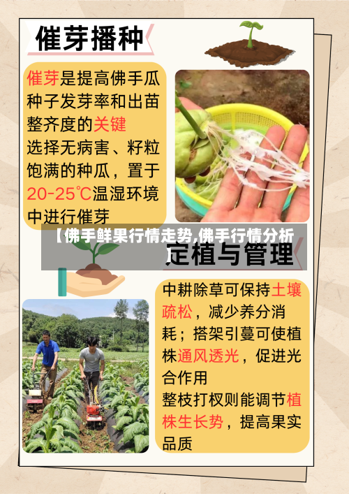 【佛手鲜果行情走势,佛手行情分析】-第2张图片