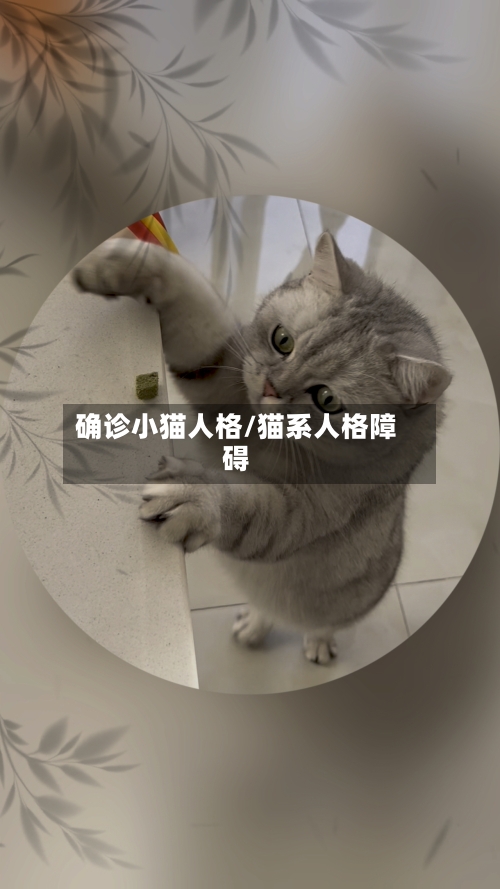 确诊小猫人格/猫系人格障碍